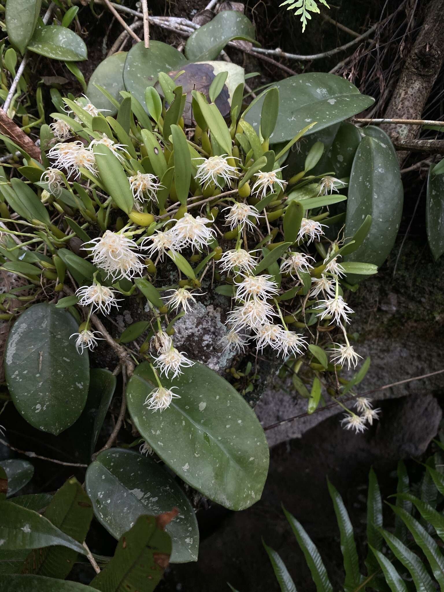 Image of Pom-pom Orchid