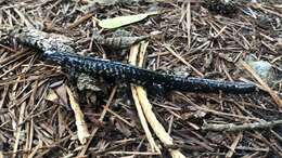 Plethodon ocmulgee Highton ex Highton, Maha & Maxson 1989 resmi