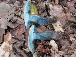 Image of Cyanoboletus