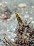 Image of Bluethroat Pikeblenny