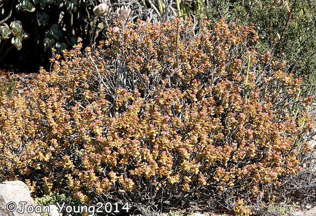 Image of Crassula rupestris subsp. rupestris