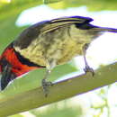 صورة Batis capensis hollidayi Clancey 1952