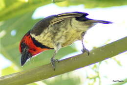 صورة Batis capensis hollidayi Clancey 1952