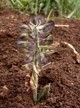 صورة Lepidium hirtum (L.) Sm.