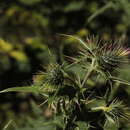 Image of Cirsium gagnidzei Charadze