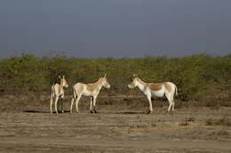 Image of Indian Wild Ass