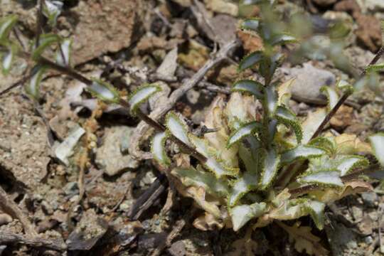 Plancia ëd Lessingia ramulosa A. Gray