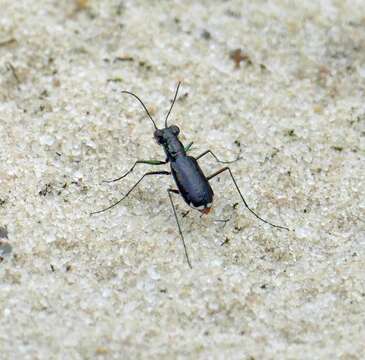 Image of Cicindela (Cicindelidia) abdominalis Fabricius 1801