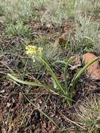 Image of Small-Flower Poison Camas