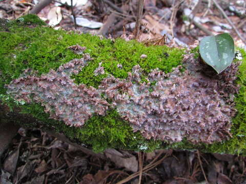 Image of Phlebia rufa (Pers.) M. P. Christ. 1960