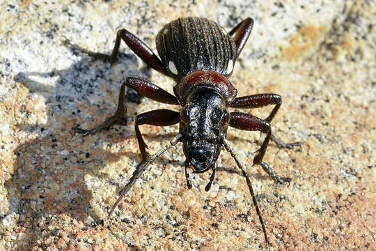 Image of Anthia (Termophilum) decemguttata (Linnaeus 1764)