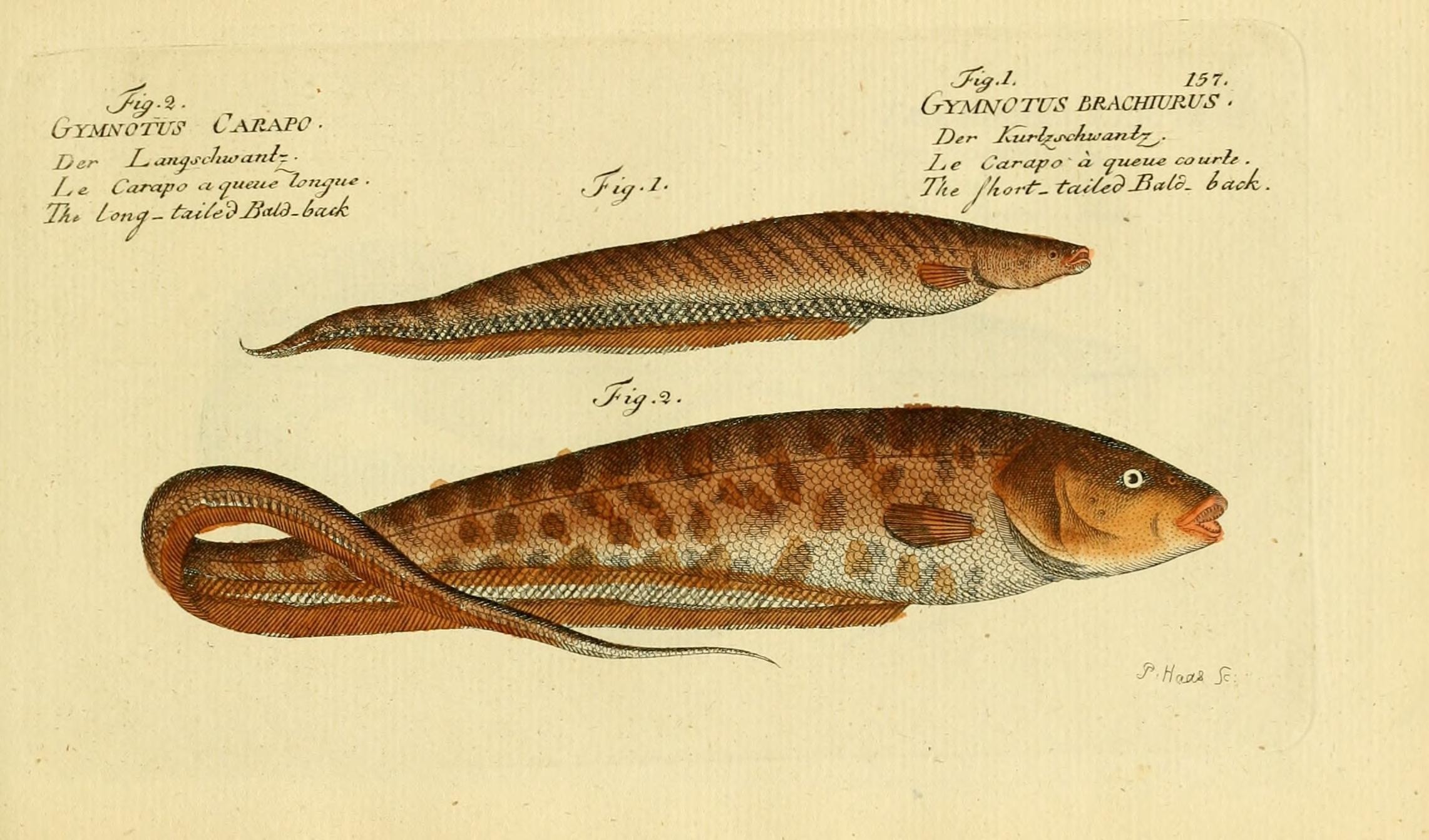 Image of banded knifefish