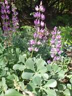 Image of Cobb Mountain lupine