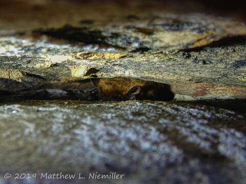 Image of Eastern Small-footed Myotis