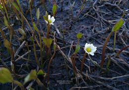 Ranunculus pallasii Schltdl.的圖片