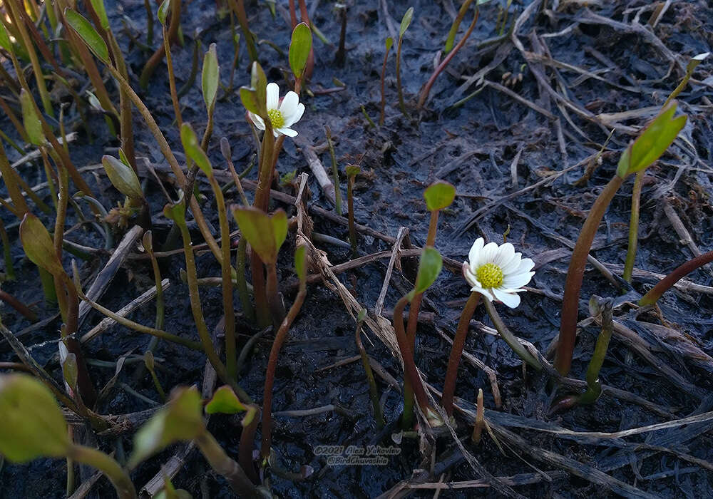 Ranunculus pallasii Schltdl.的圖片