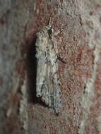 Image of Exiled Dagger Moth
