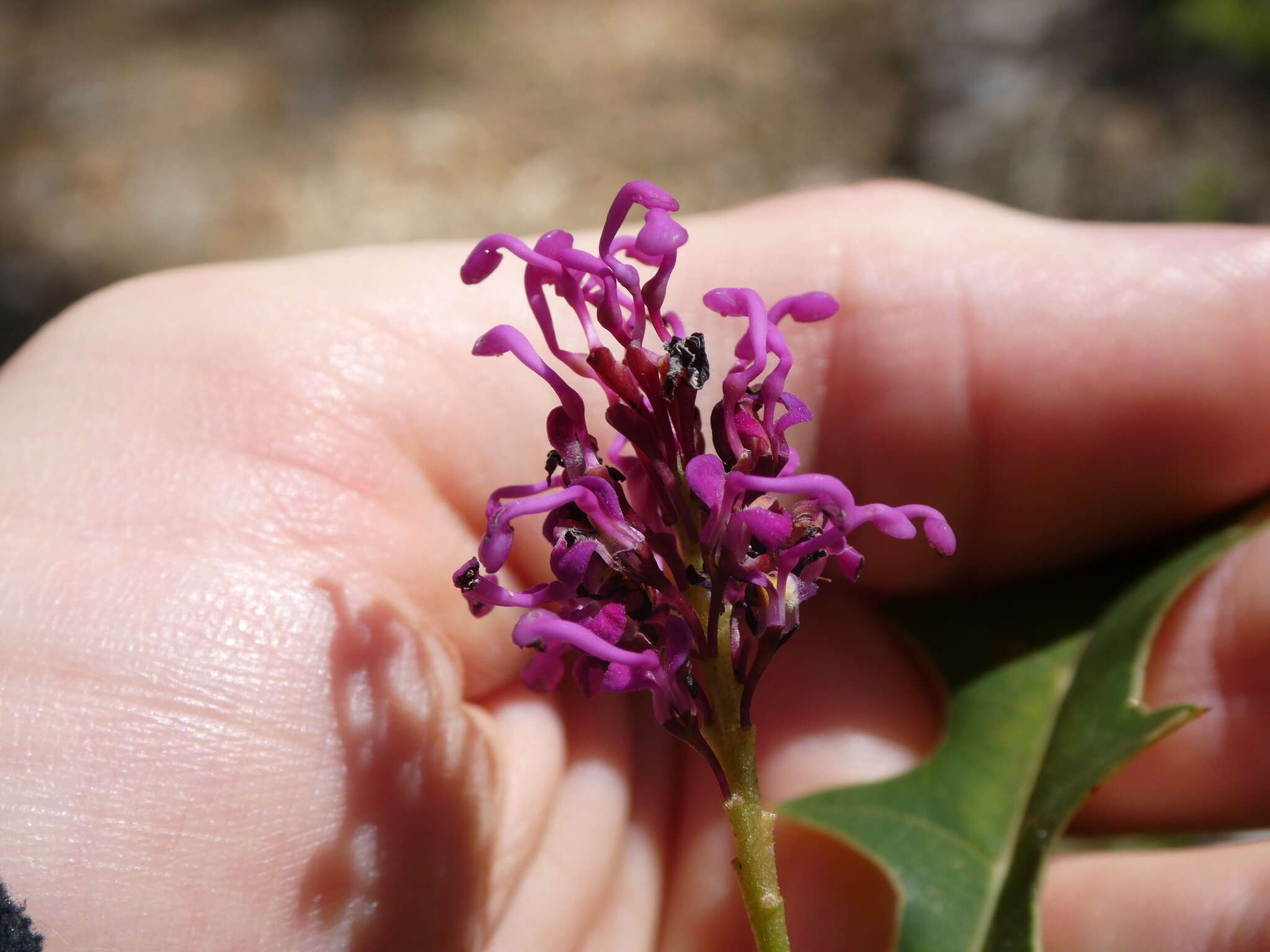 Image of Grevillea quercifolia R. Br.