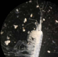 Image of Texiweckelia Holsinger 1980