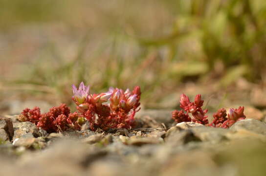 Image of Sedum candollei