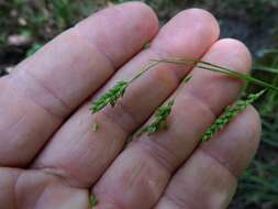 Image of Sharp-Scale Sedge