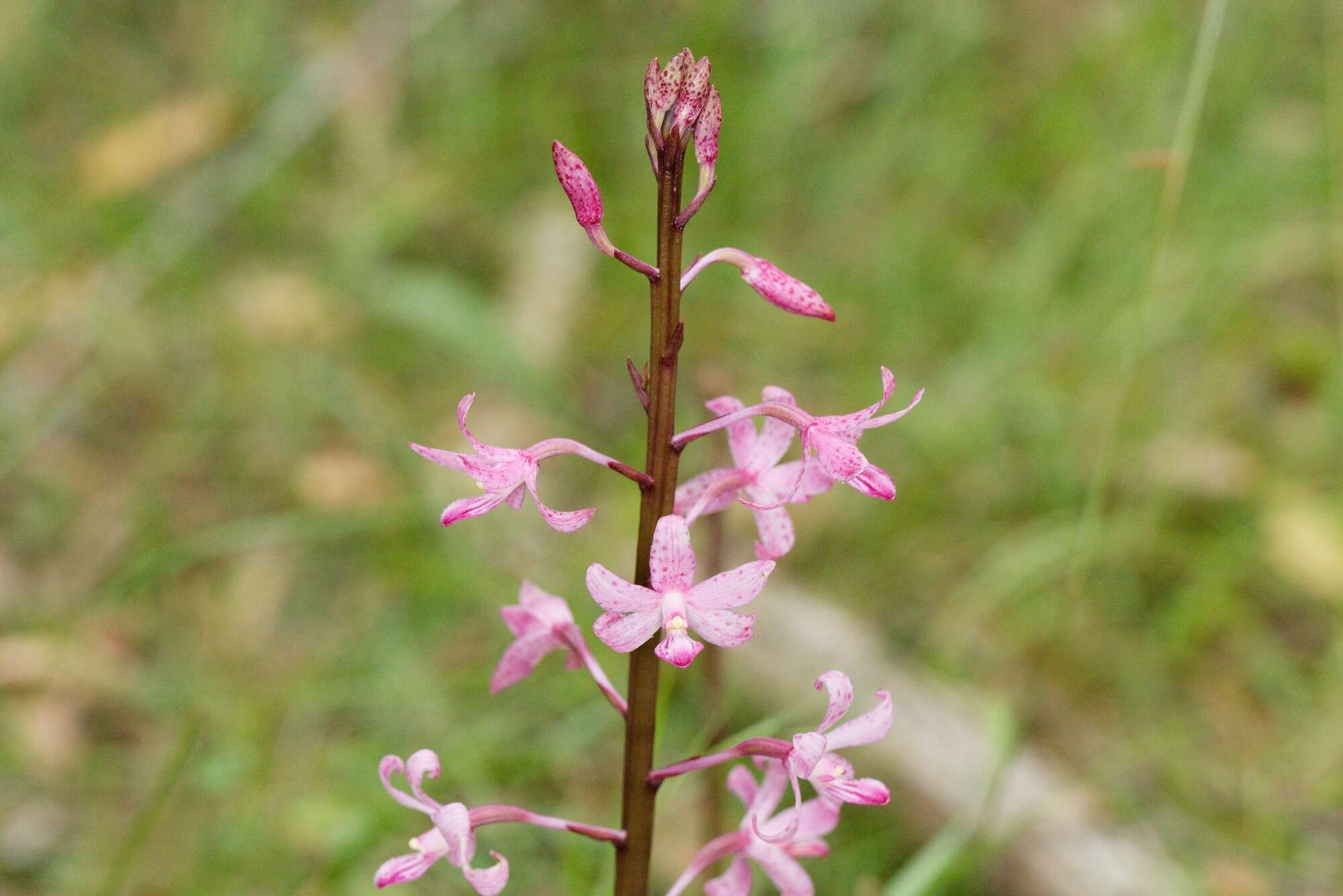 Plancia ëd Dipodium roseum D. L. Jones & M. A. Clem.