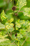 Image of false mallow