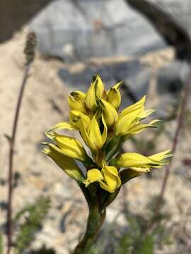 Image of Gavilea supralabellata M. N. Correa