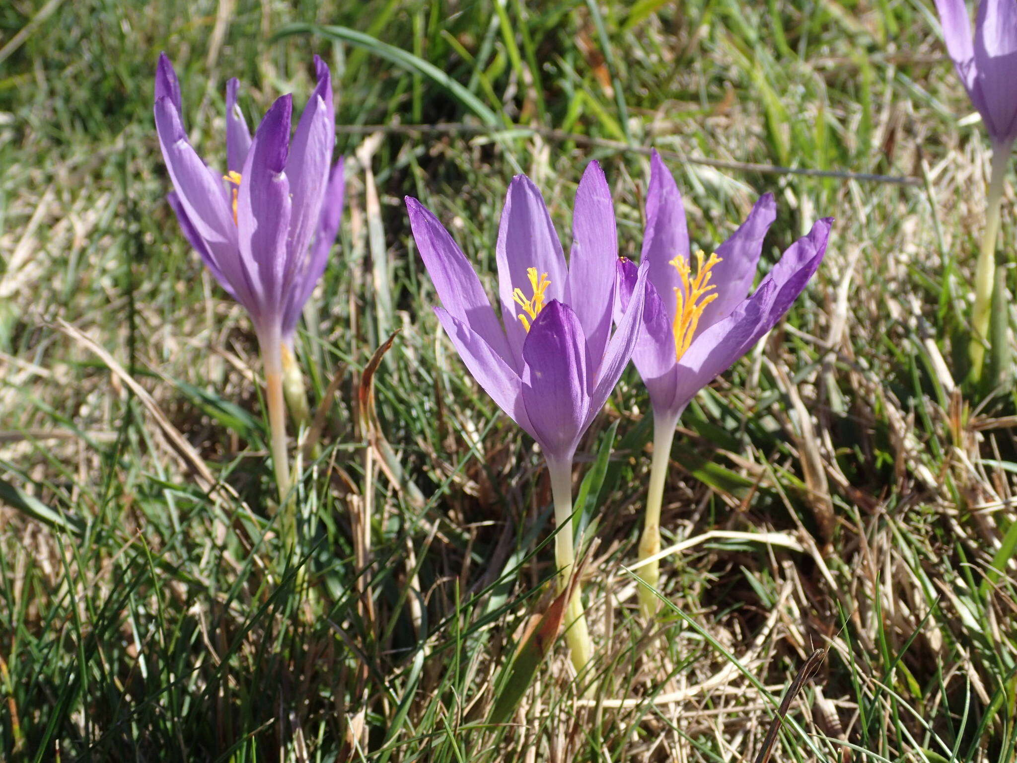 Crocus nudiflorus Sm. resmi