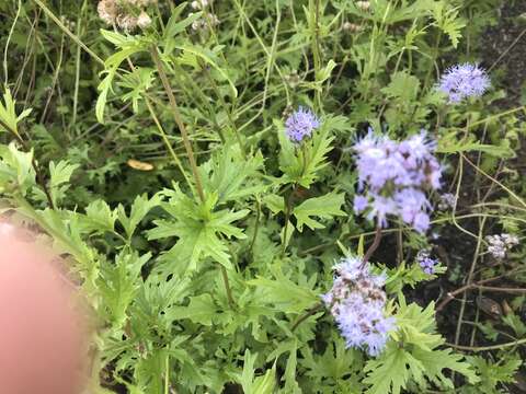 Image of Pinked Mistflower