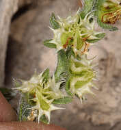 Lappula occidentalis var. cupulata (A. Gray) Higgins resmi