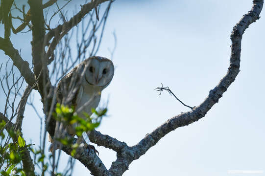 Image de Tyto alba delicatula (Gould 1837)