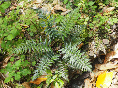 Sivun Polystichum neozelandicum Fée kuva