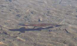 Image of cutthroat trout