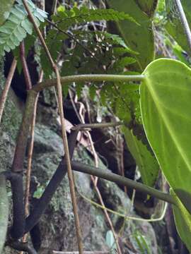 صورة Peperomia maculosa (L.) Hook.