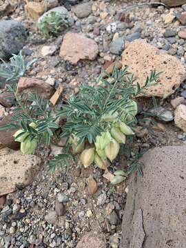 Sivun Astragalus allochrous A. Gray kuva