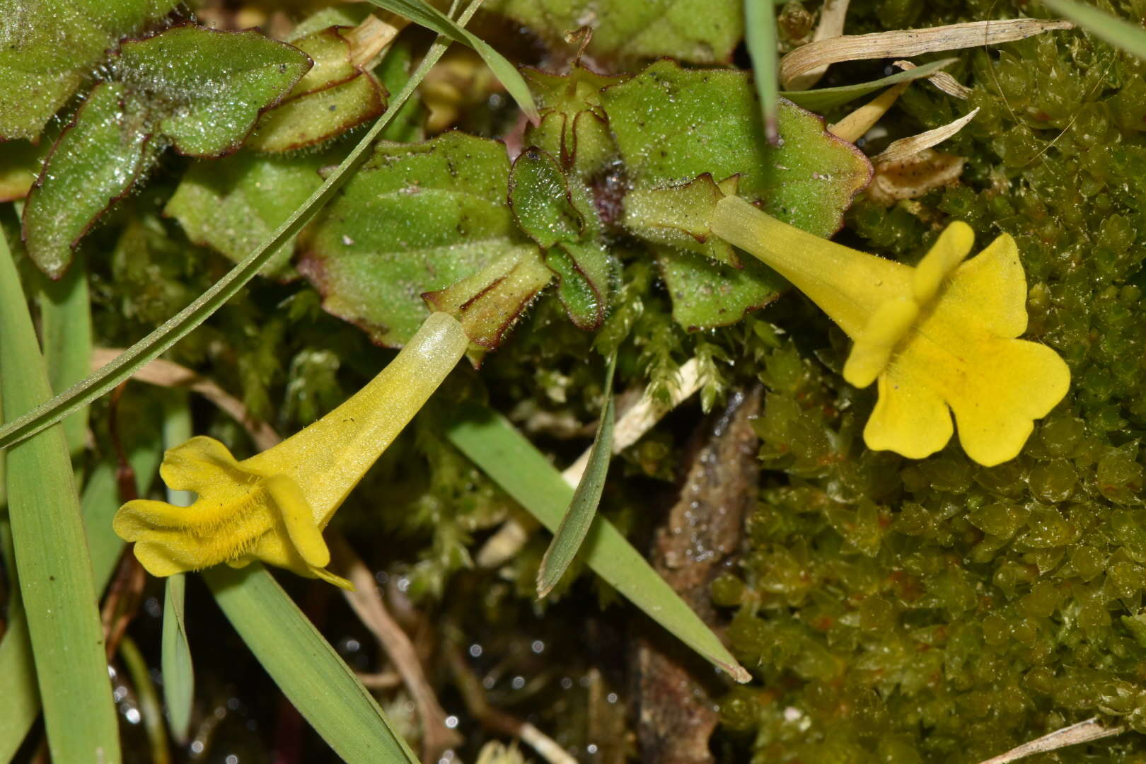 Image of Erythranthe depressa (Phil.) G. L. Nesom