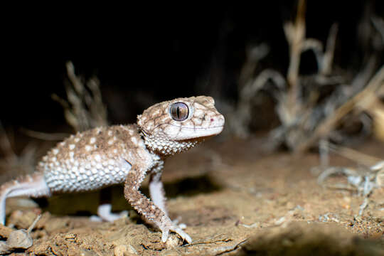 Imagem de Nephrurus asper Günther 1876