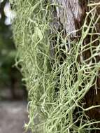 Image of cartilage lichen