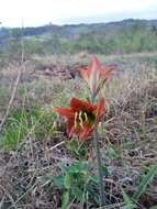 Слика од Hippeastrum glaucescens (Mart. ex Schult. & Schult. fil.) Herb.