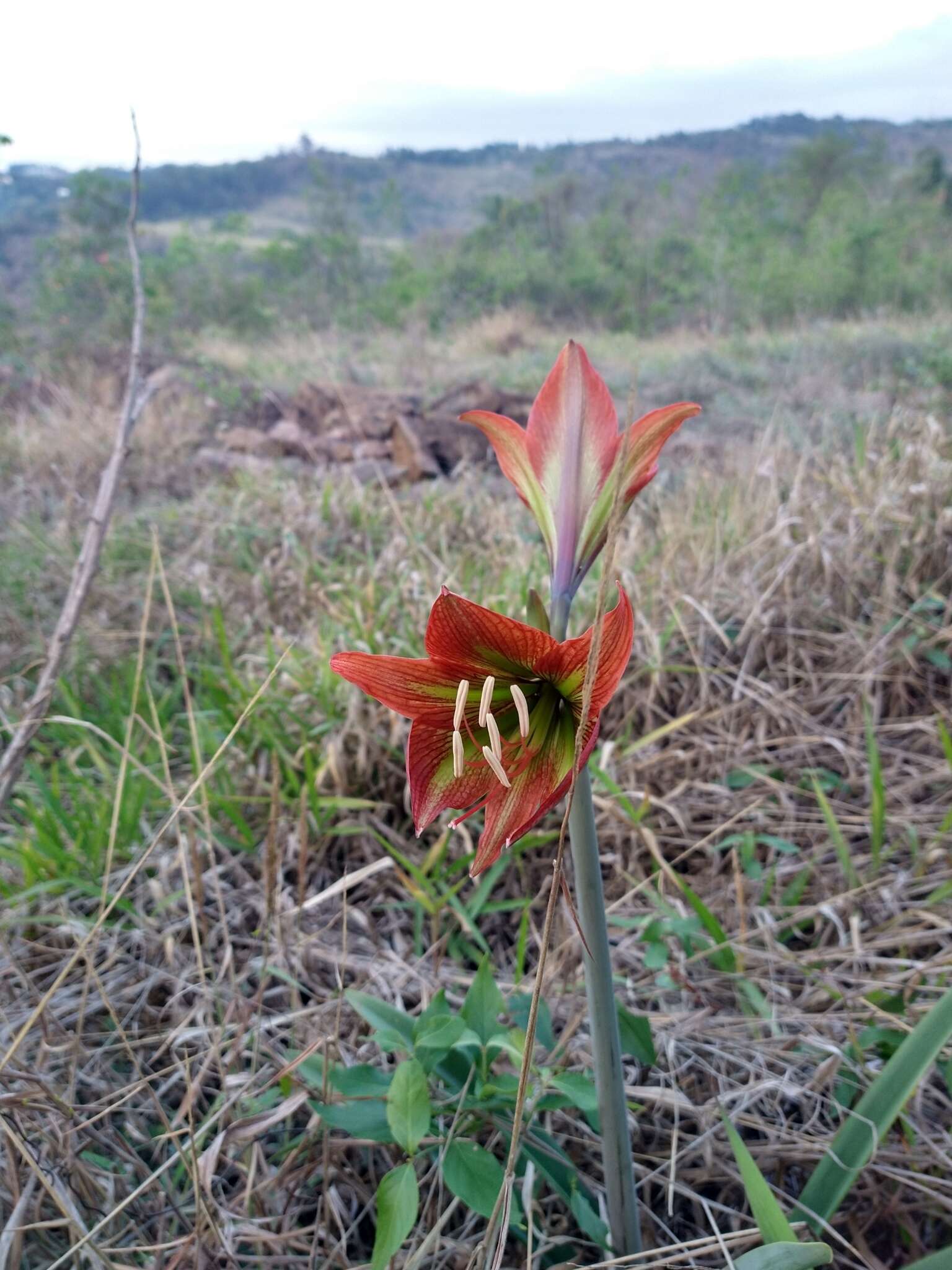 Слика од Hippeastrum glaucescens (Mart. ex Schult. & Schult. fil.) Herb.