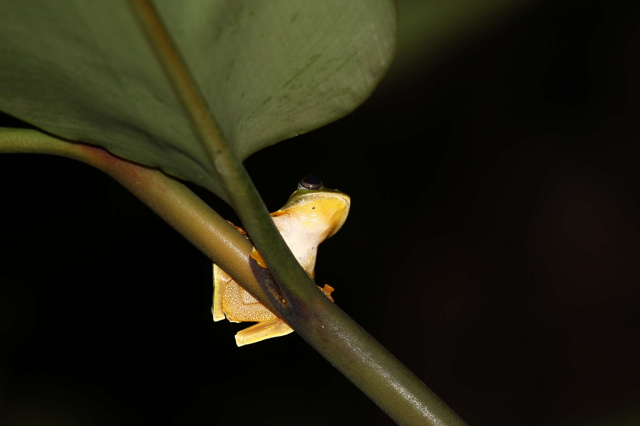 Image of Black-webbed Treefrog