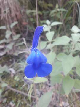 Imagem de Salvia patens Cav.