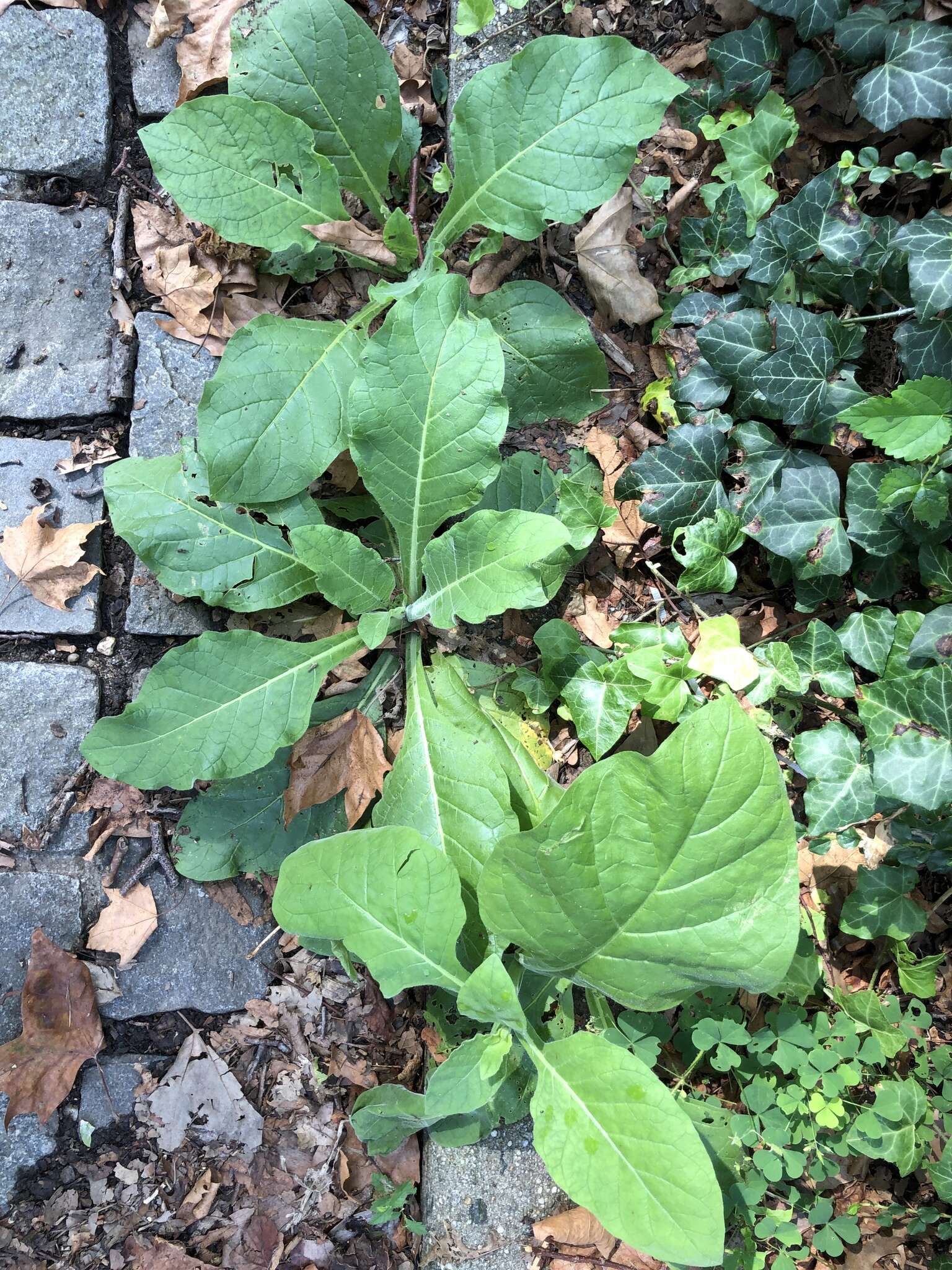 Image of South American tobacco