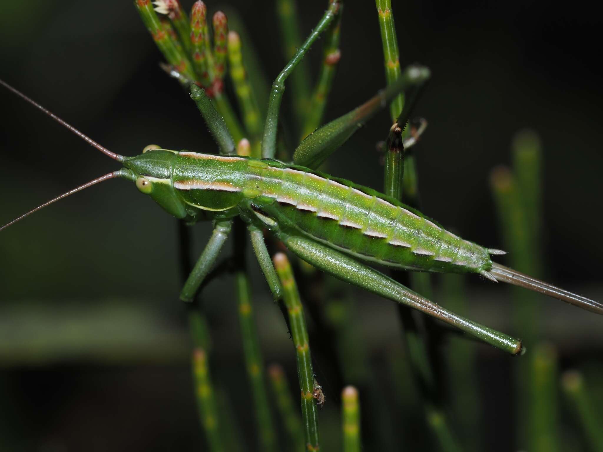 Image de Metaballus sagaeformis Herman 1874