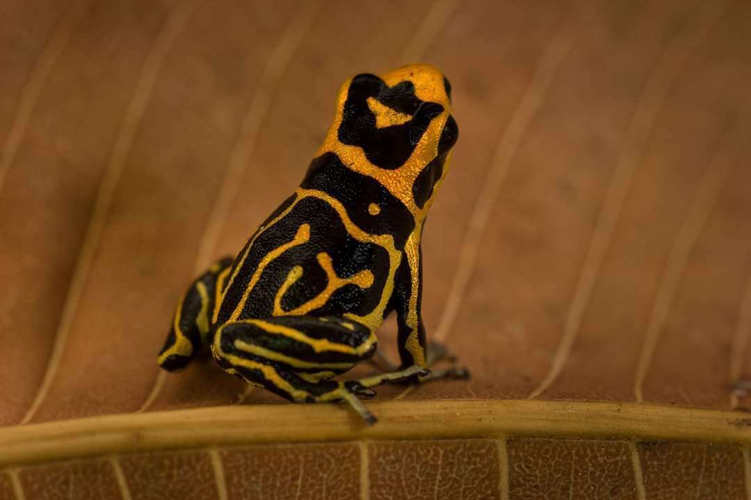 Image of Fantastic Poison Frog