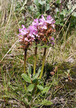 Слика од Pedicularis sudetica subsp. interioroides Hultén