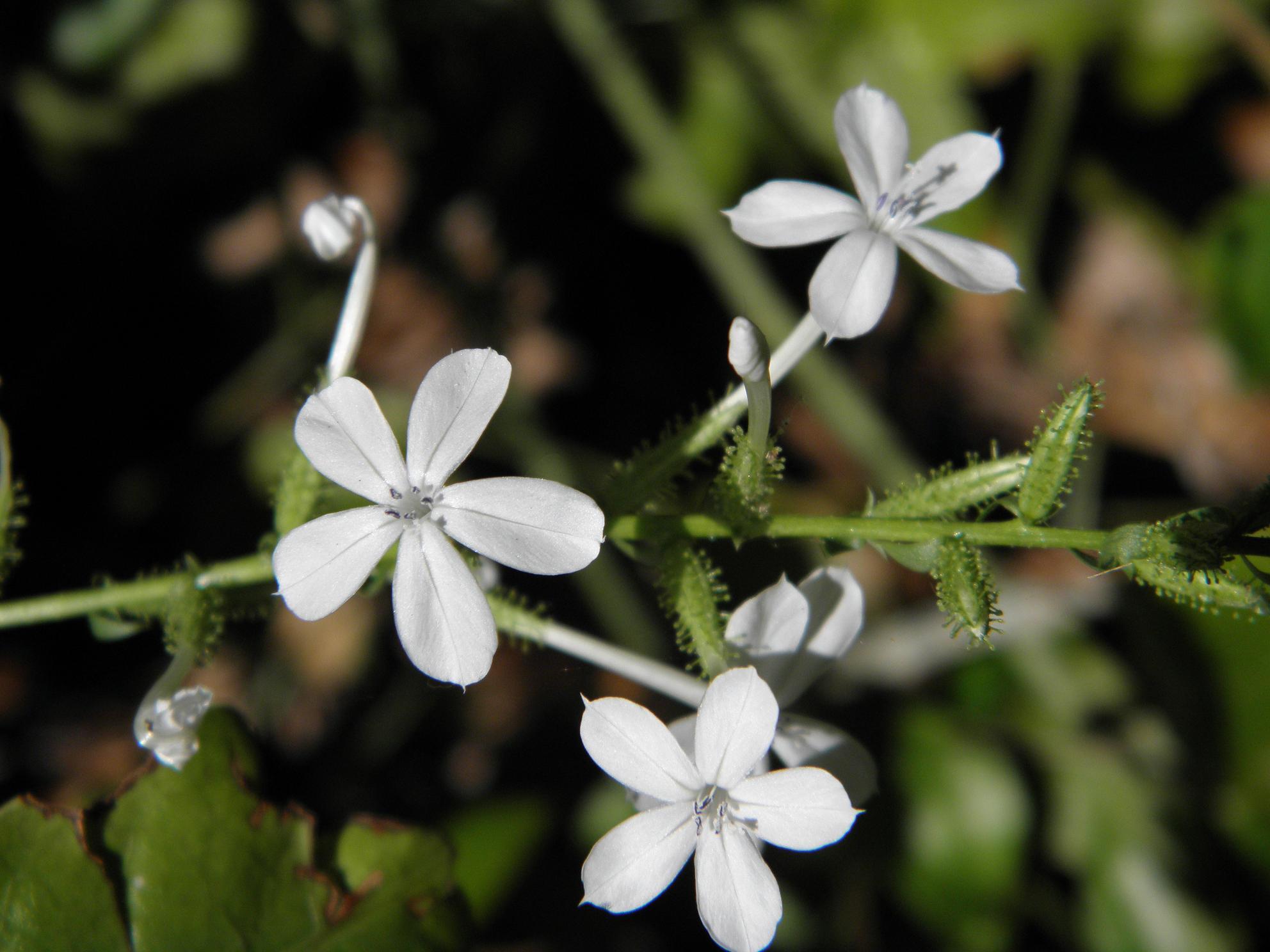 Plumbago zeylanica (rights holder: Sharpj99)