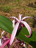 Image of Crinum amabile Donn ex Ker Gawl.