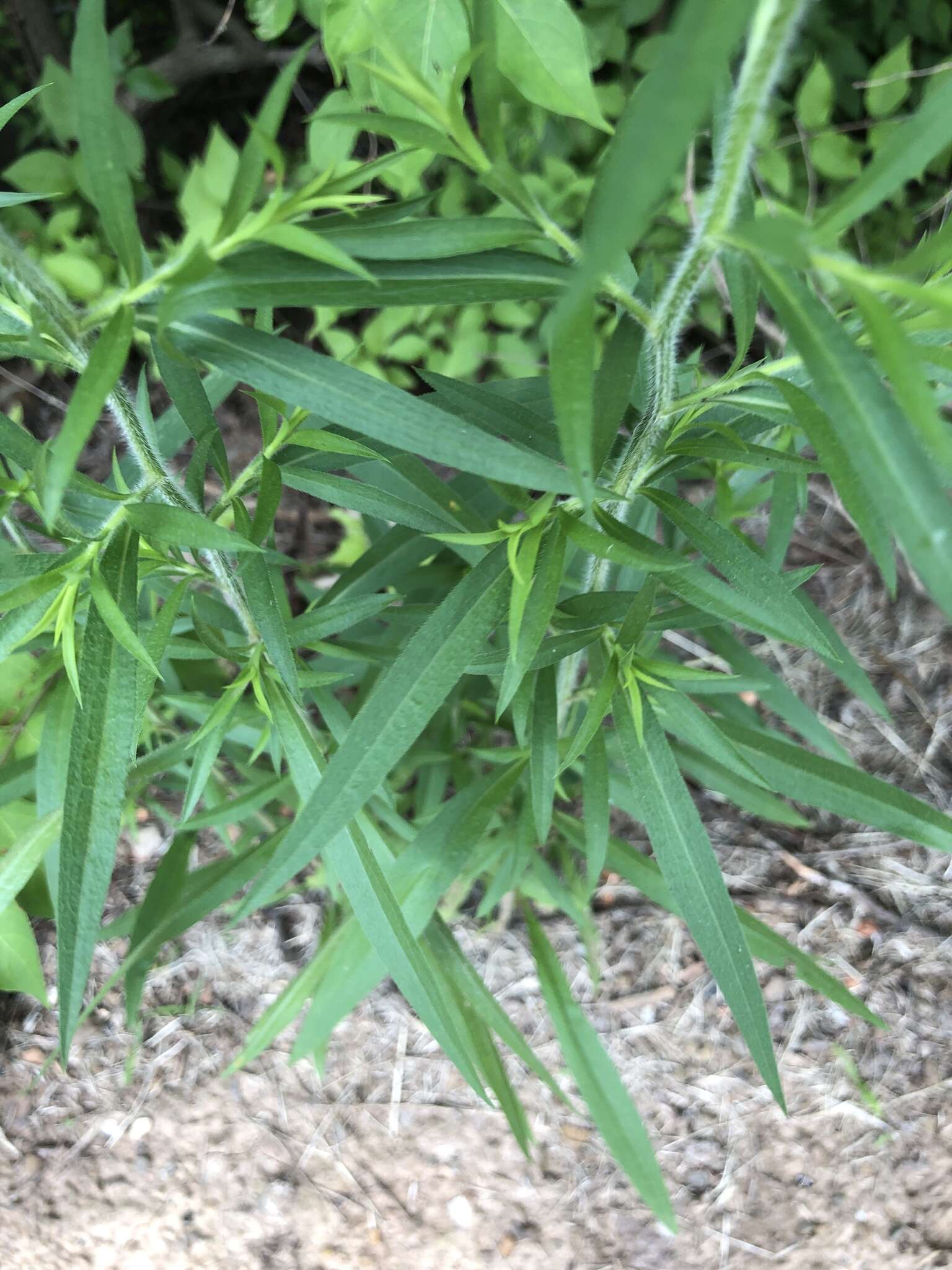 Image of <i>Symphyotrichum <i>pilosum</i></i> var. pilosum